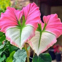 سرویس مدرسه شهید بهزادی وشهید بهادری