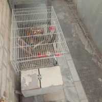 مرغ وخروس|پرنده|مشهد, شهرک صنعتی توس|دیوار