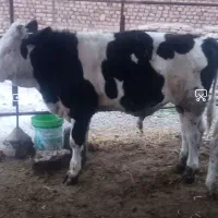 گوساله جوانه سمینتال