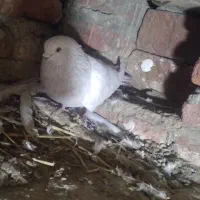 کبوتر|پرنده|خسروشاه, |دیوار