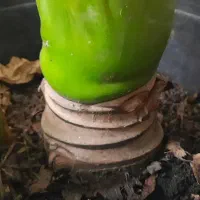 گل زیبای بابا آدم . بزرگ و پربرگ. یوکا . برگ عبایی|گل و گیاه طبیعی|فردیس, فردیس|دیوار