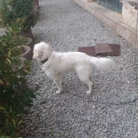 سگ شیتزو تریر|سگ|پره‌سر, |دیوار