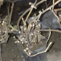 تنه رز|گل و گیاه طبیعی|بیرجند, |دیوار