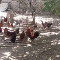 خروس|حیوانات مزرعه|قلقل رود, |دیوار