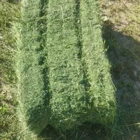 یونجه درجه یک سبز و خشک