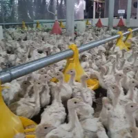 جوجه بوقلمون بیوتی|حیوانات مزرعه|مشهد, شهرک بهارستان|دیوار