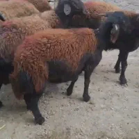 ۲۵ راس میش قزل افشار