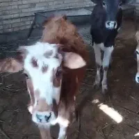 ۴ راس گوساله