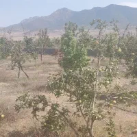 باغ کشاورزی 1.2 هکتار. با درختان به ثمر رسیده|فروش دفتر صنعتی، کشاورزی، تجاری|کیاسر, |دیوار