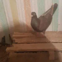 فلی بازی دار