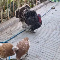 بوقلمون مرغ خروس