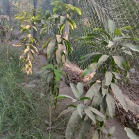 نهال انبه محلی|گل و گیاه طبیعی|میناب, |دیوار