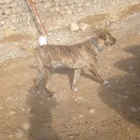 ۱۵ میلیون تومان