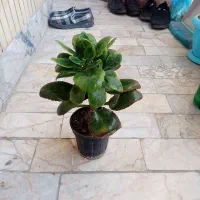 گل قاشقی سالم و مرتب