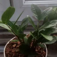 ۵عدد گل سرحال خوشگل بفروش میرسد|گل و گیاه طبیعی|تهران, تهرانپارس غربی|دیوار