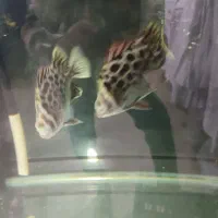 فلاور باکس18سانتی هد دار|ماهی|مشهد, سناباد|دیوار