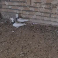 نرماده طوقی|پرنده|گتوند, |دیوار