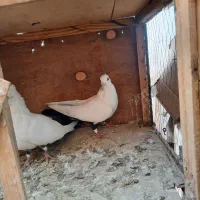 طوقی|پرنده|تهران, سلسبیل شمالی|دیوار