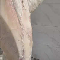 قصابی بزغاله تمام پروار