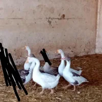 قوغاز  غاز  اردک اسرایلی|حیوانات مزرعه|قزوین, |دیوار