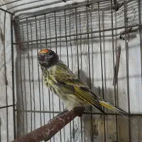 گلبسر بخون