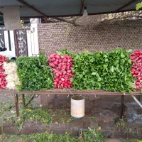 سبزی خوردنی و خورشتی تازه بدون ضایعات
