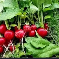 سبزی خوردن کاملا محلی کیلویی ۱۲۰