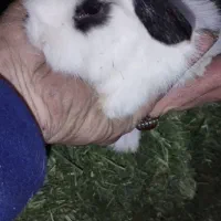 بچه خرگوش لپ هلندی