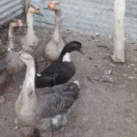 قو غاز اکراینی