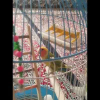 طوطی برزیلی دستی همراه باقفس