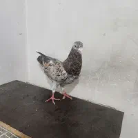 کفتر پرشی|پرنده|شیروان (خراسان), |دیوار