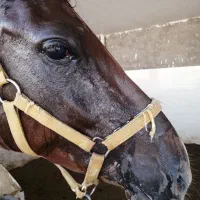 استخدام کارگر برای پرورش اسب