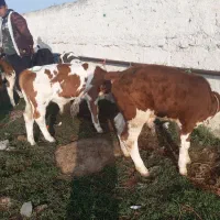 گوساله درجه یک موجود|حیوانات مزرعه|سیجوال, |دیوار