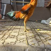 جوجه خروس لاری افغان|حیوانات مزرعه|رابر, |دیوار