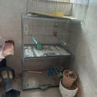 عروس هلندی|پرنده|یزد, |دیوار