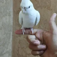 عروس هلندی نر دستی