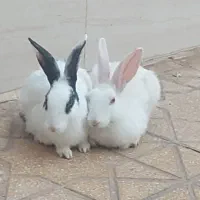 خرگوش فروشی
