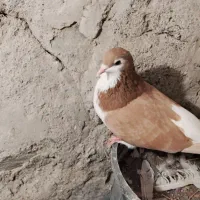 ساده هفت رنگ نر و ماده|پرنده|طرقبه, |دیوار