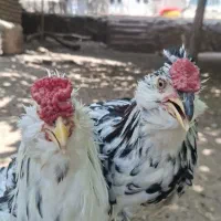 2 تا خروس گلین فول چهل تاج ریش