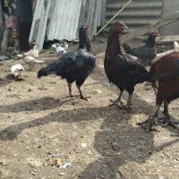 فروش مرغ و خروس لاری اصیل نژاد قصاب|حیوانات مزرعه|تاتار علیا, |دیوار