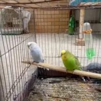 فروشی دو عدد مرغ عشق نر