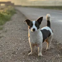 سگ گمشده