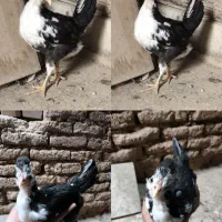 تخم نطفه دار گلین|حیوانات مزرعه|بن, |دیوار