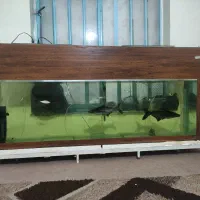 آکواریوم بزرگ|ماهی|ایذه, |دیوار