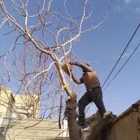 خرید چوب قطع وهرس درختان با اره‌برقی و خرید چوب