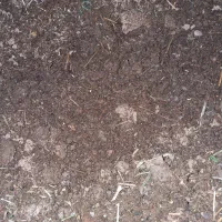 کود گوسفندی