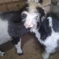 دوتا بره ماده ذات دار هیکلی درشت