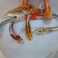 انواع کوی اصیل