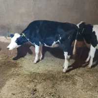 فروش تلیسه سیمنتال|حیوانات مزرعه|سراب, |دیوار