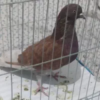 ماده به شرط پرش و میل وبازی و سو برگشت عالی